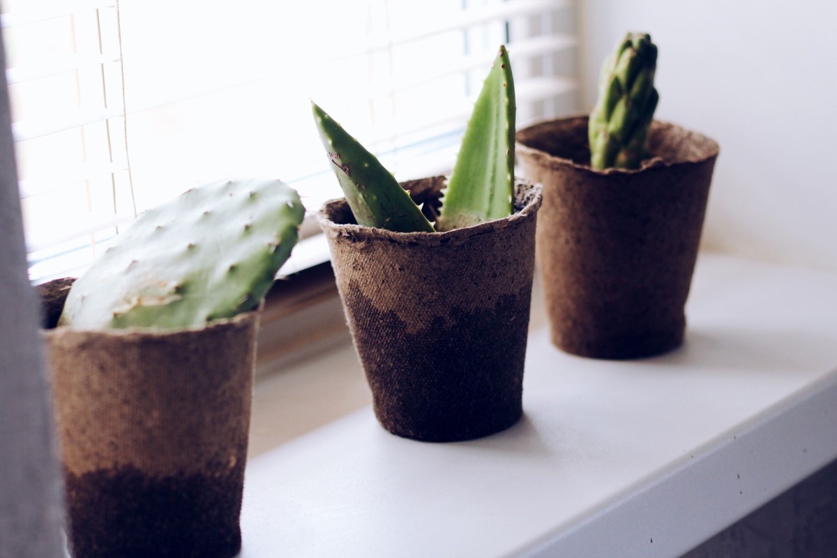 Faire un jardin de cactus