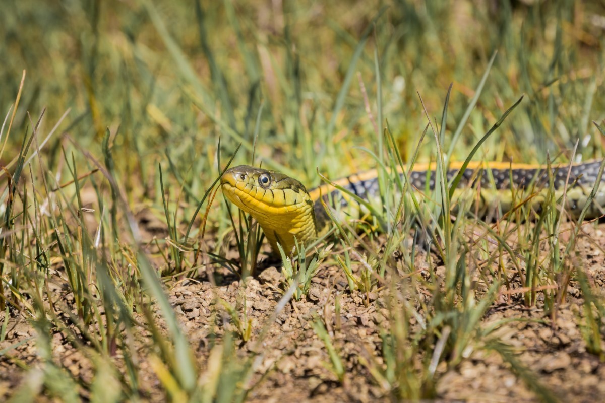 serpent dans un jardin